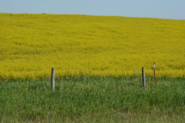 mustard fields